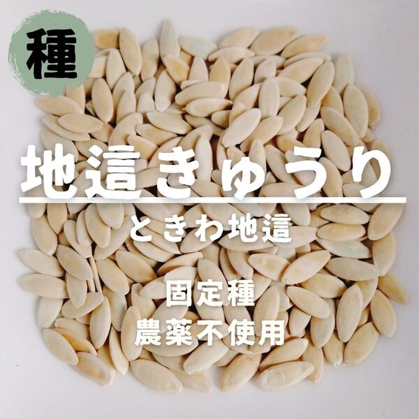 【種】きゅうり ときわ地這 農薬不使用 20粒