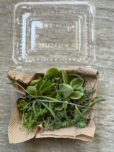多肉植物 セダム カット苗詰め合わせ(小)