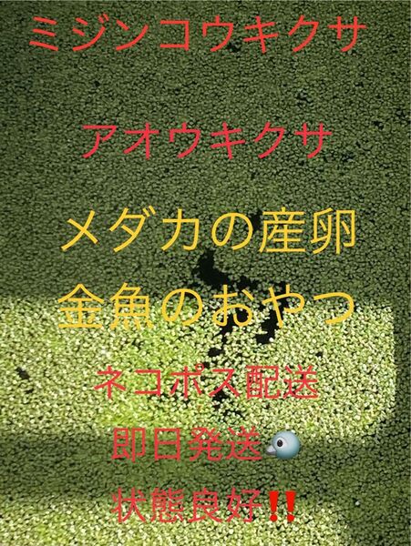 ミジンコウキクサ+アオウキクサ