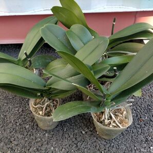 5株セット 胡蝶蘭株 白 大輪【送料無料】