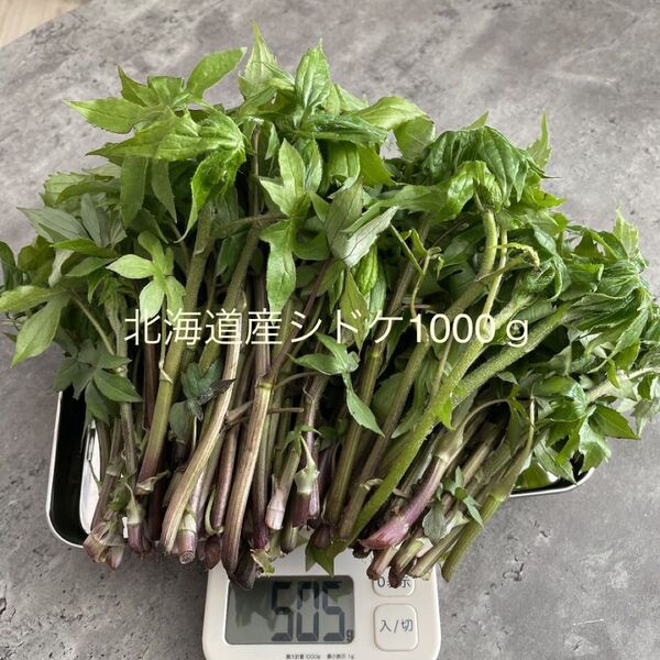 北海道産 天然物 シドケ (モミジガサ) 1kg