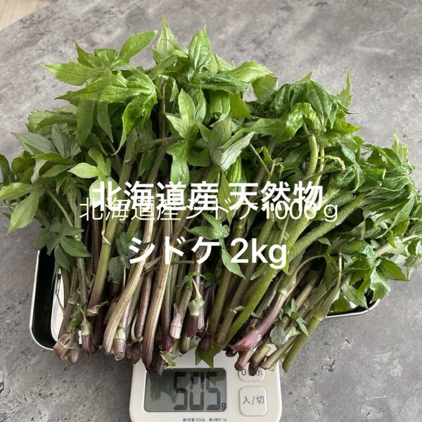 北海道産 天然物 シドケ (モミジガサ) 2kg