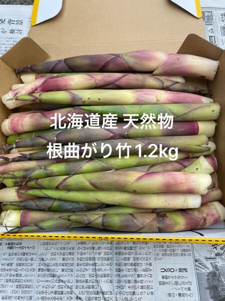 北海道産 天然物 根曲がり竹 1.2kg