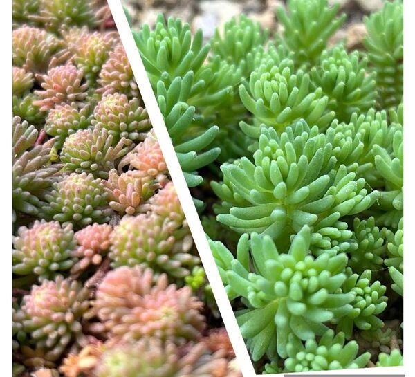 多肉植物☆パリセダム100カット苗