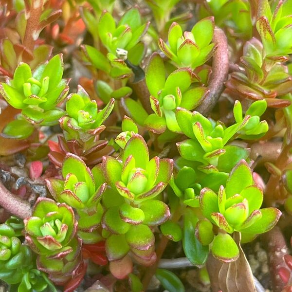 多肉植物☆セダム ルテオヴィリデ15本カット苗