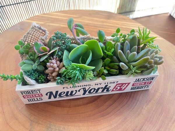 多肉植物☆春の多肉ボリュームたっぷりセダムカット苗set