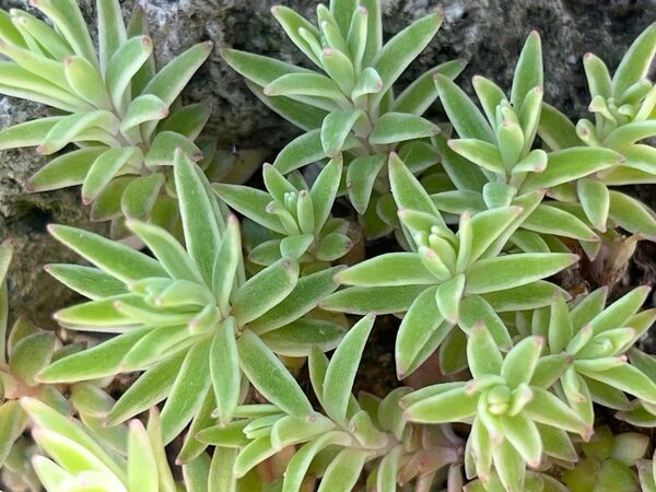 多肉植物 覆輪万年草 笹姫 セダム 斑入り 15本カット苗