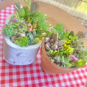 春の多肉植物thank youカット苗set☆39