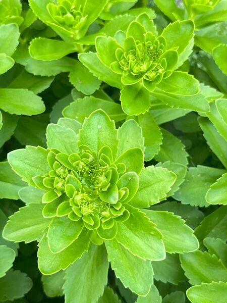 多肉植物☆キリンソウ5本カット苗