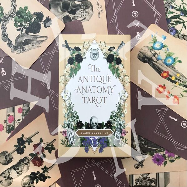 The ANTIQUE ANATOMY TAROT アナトミー タロットカード