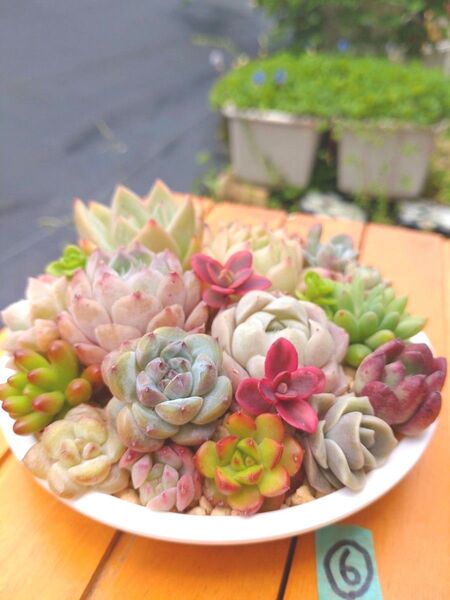 多肉植物 エケベリアセット カット苗 寄せ植えセット ⑥