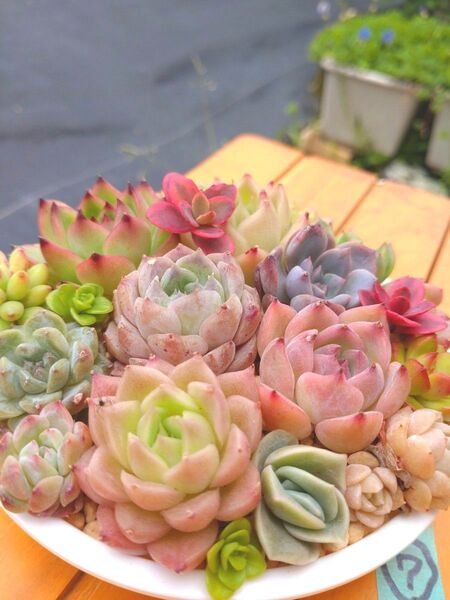 多肉植物 エケベリアセット カット苗 寄せ植えセット ⑦