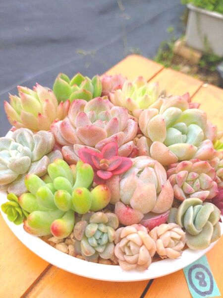 多肉植物 エケベリアセット カット苗 寄せ植えセット ⑧
