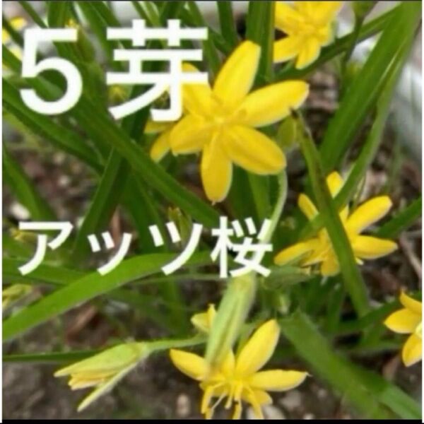 アッツザクラ 黄色5芽