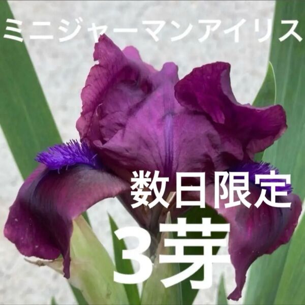 ミニジャーマンアイリス? 3芽
