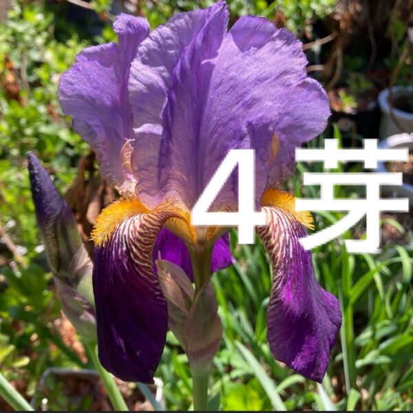 ジャーマンアイリス 4芽