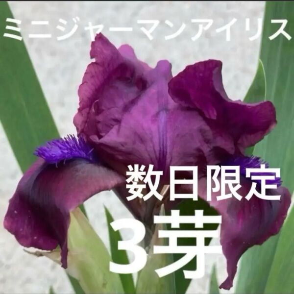 ミニジャーマンアイリス? 3芽