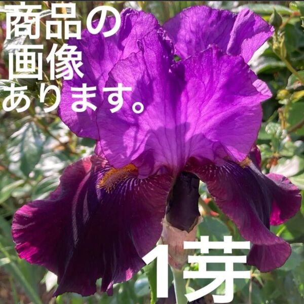 ジャーマンアイリス 1芽