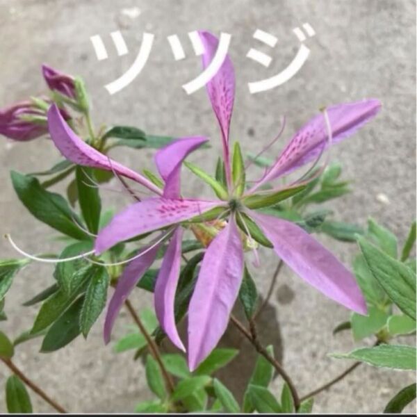 ツツジ苗