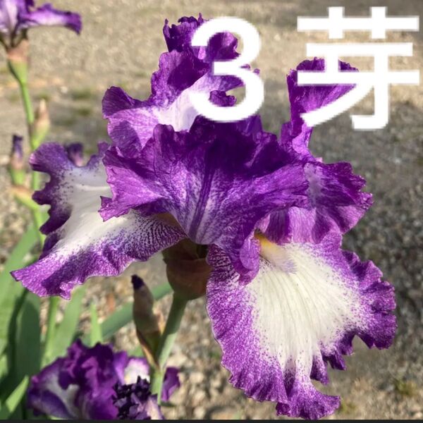 ジャーマンアイリス 3芽