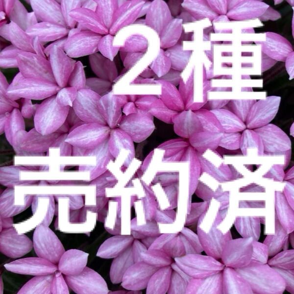 アッツザクラ 2種6ケース