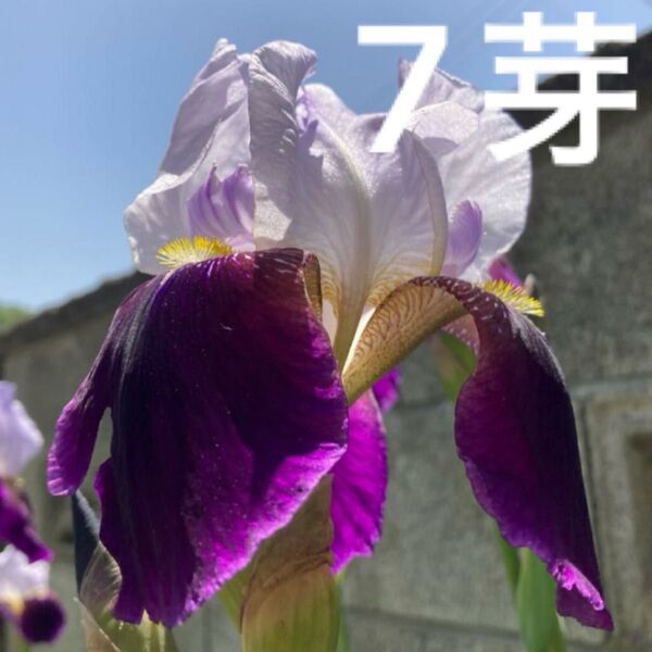 ジャーマンアイリス 7芽