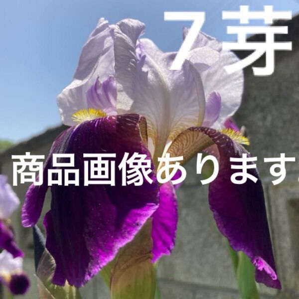 ジャーマンアイリス 7芽