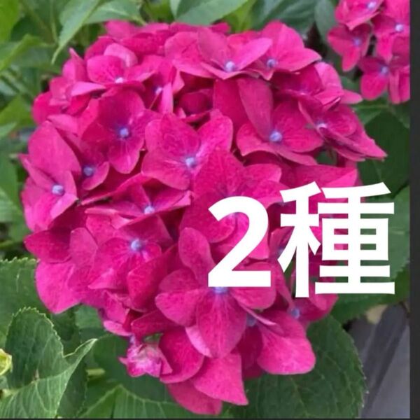 アジサイ 2種