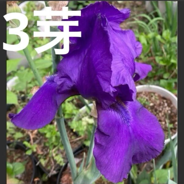 ジャーマンアイリス 3芽