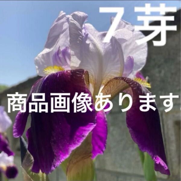 ジャーマンアイリス 7芽(6球根)