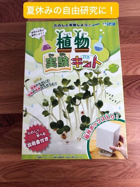 【新品】植物実験キット【夏休みの自由研究に】
