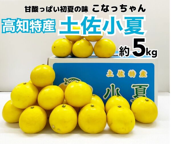 甘酸っぱい果汁が魅力【ご家庭用】高知特産 土佐小夏 サイズおまかせ 約5kg