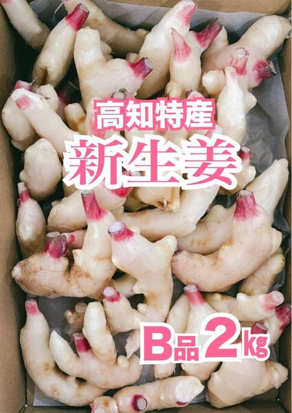 甘酢漬けに♪【B品 】高知特産 新生姜 約2㎏