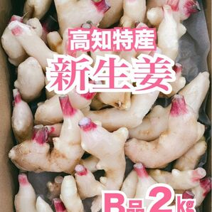 甘酢漬けに♪【B品 】高知特産 新生姜 約2㎏