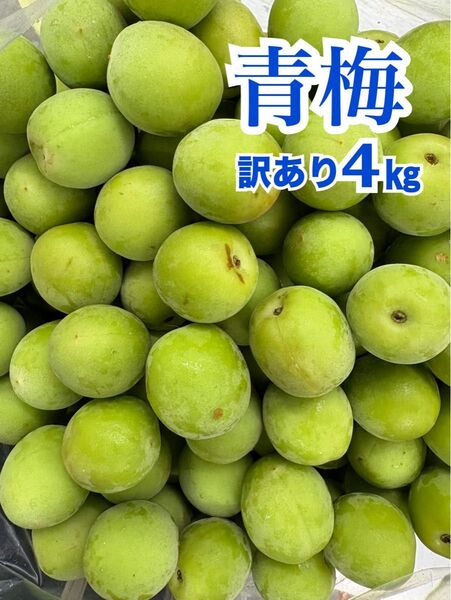 数量限定品☆高知産 訳あり青梅 約4㎏ 手作りの梅干し・梅ジュース・梅ジャム用に