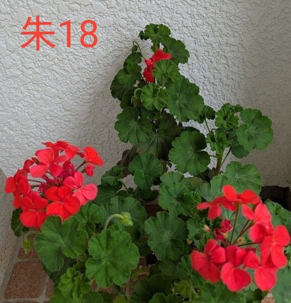 ゼラニウム挿木苗朱18