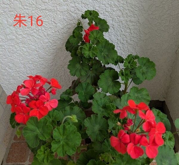 ゼラニウム挿木苗朱16