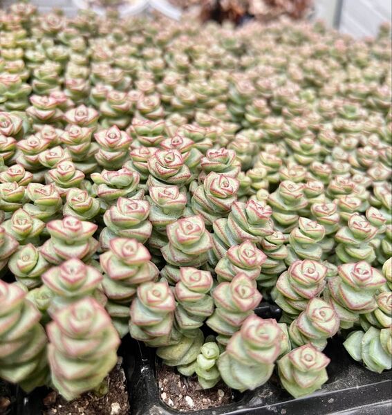 多肉植物 数珠星 銭串錦 クラッスラ