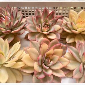 多肉植物 ムーンガドニス錦 エケベリア