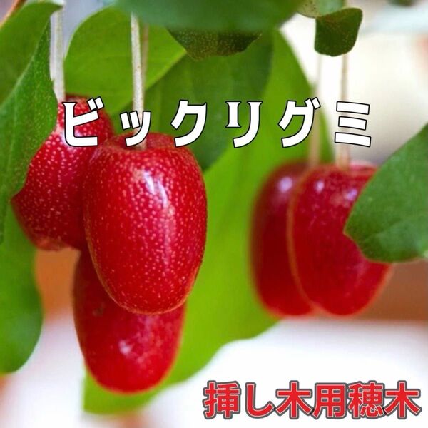 【ビックリグミ】挿木用 穂木 挿し穂 ダイオウグミ 5本