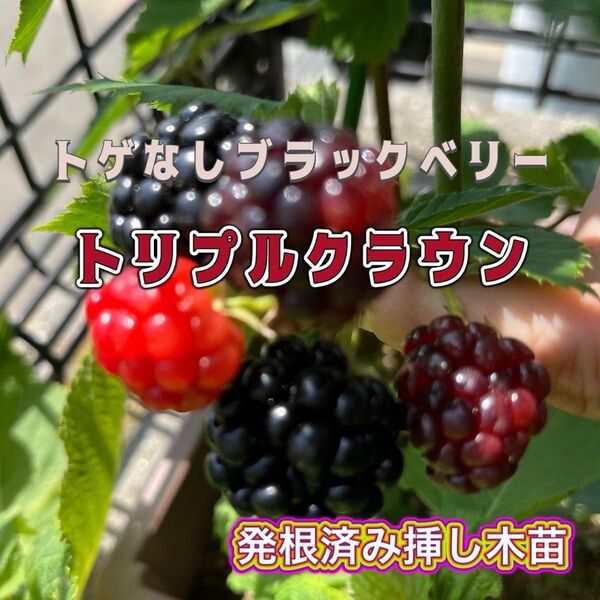 【トゲなしブラックベリー】トリプルクラウン 発根済み挿し木苗 1苗