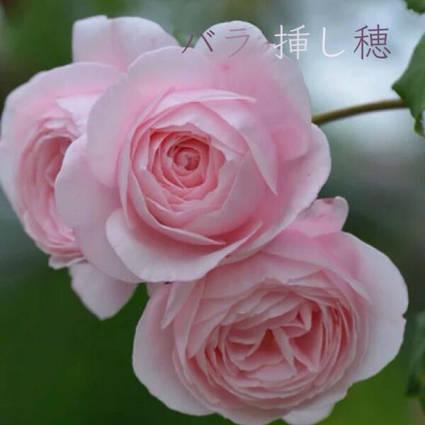 【強香】バラ ナエマ 挿し穂 4本 薔薇 Nahma