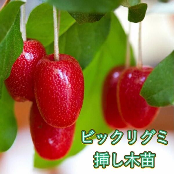 【ビックリグミ】挿し木苗 2苗セット 果樹 ④