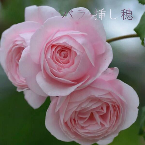 【強香】バラ ナエマ 挿し穂 5本 薔薇 Nahma