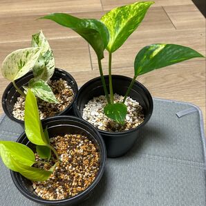 観葉植物 ポトスライム、ポトスゴールデン、ポトスマーブル 抜き苗