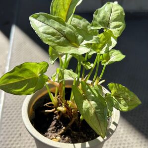 観葉植物 シンゴニウム 抜き苗2本 発根済みです。