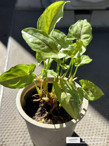 観葉植物 シンゴニウム 抜き苗2本 発根済みです。
