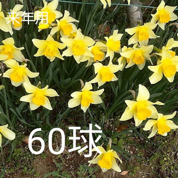 水仙 球根 60球 来年用