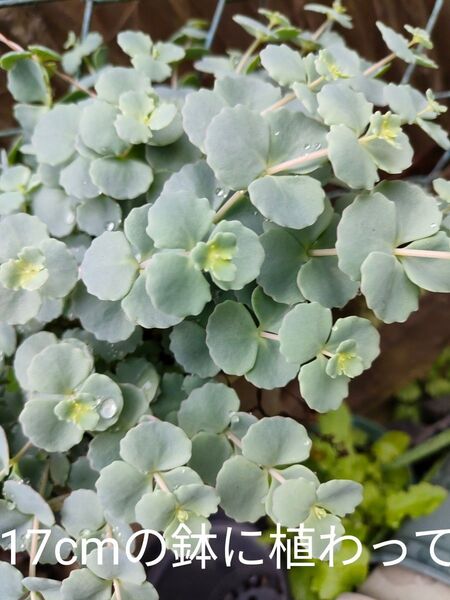 ブライスダウン 多肉植物 ミセバヤ
