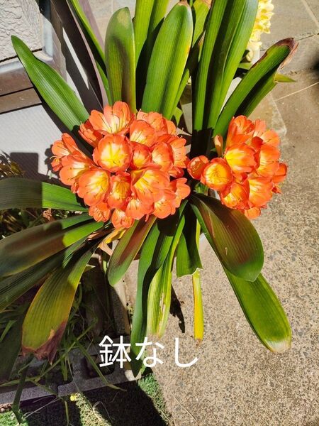 プライスダウン 来年用 君子蘭 2株